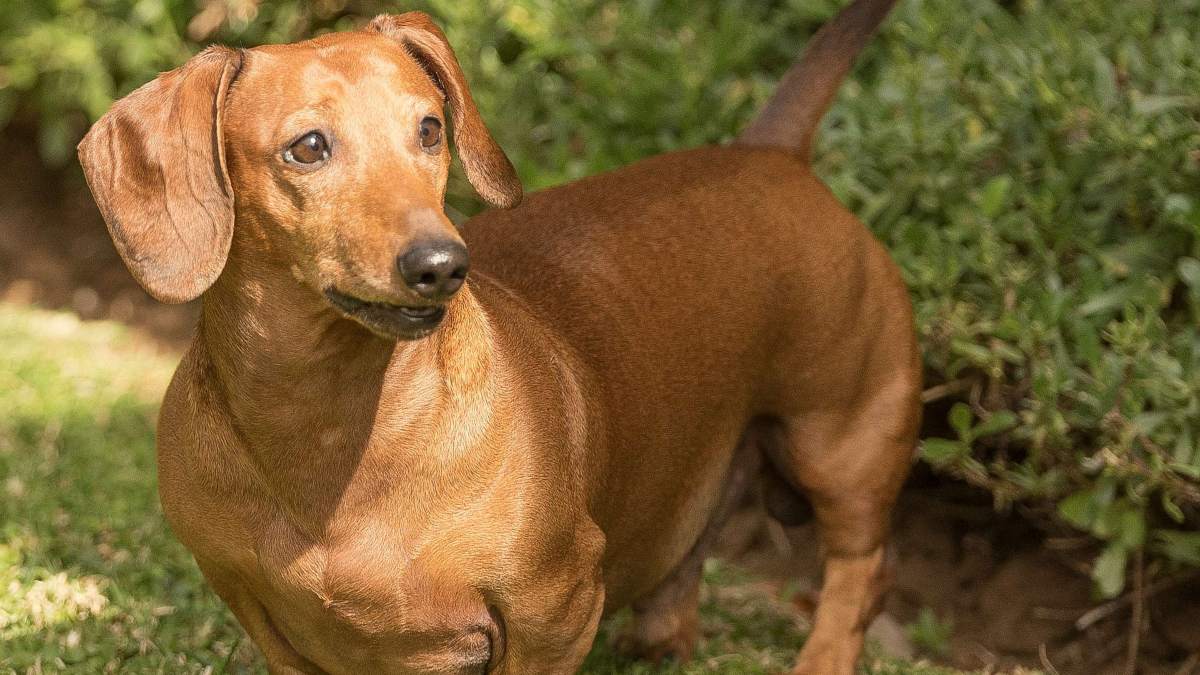 ¿Cómo es el síndrome de la cola fría en el perro?