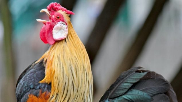 ¿Cómo evitar que tu gallo cante?