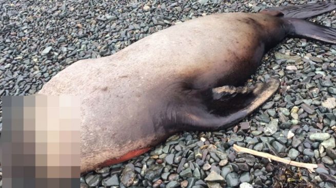 focas decapitadas