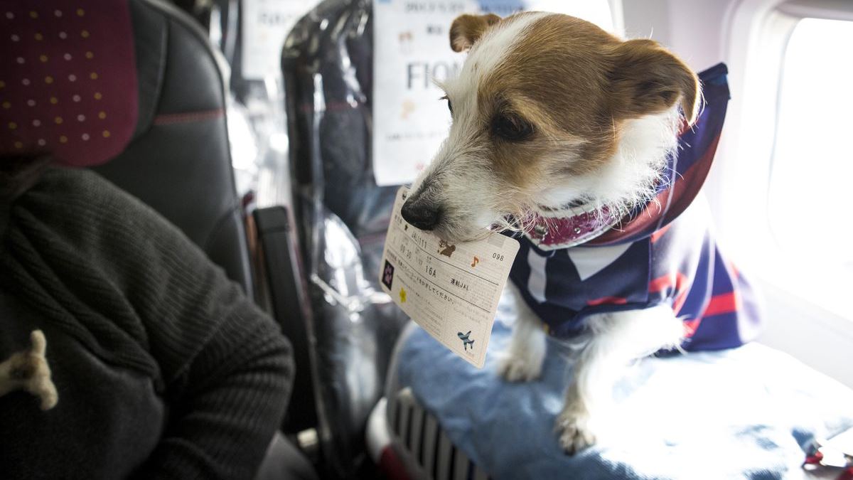 El peso de la mascota influye en su ubicación para el viaje en el avión