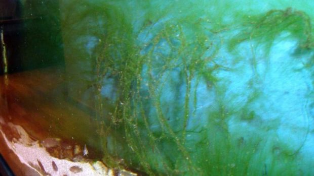 Acuario con algas