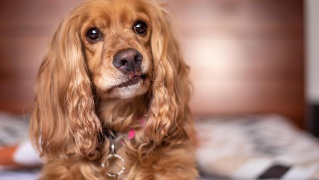 La increíble capacidad de lo perros para detectar tumores