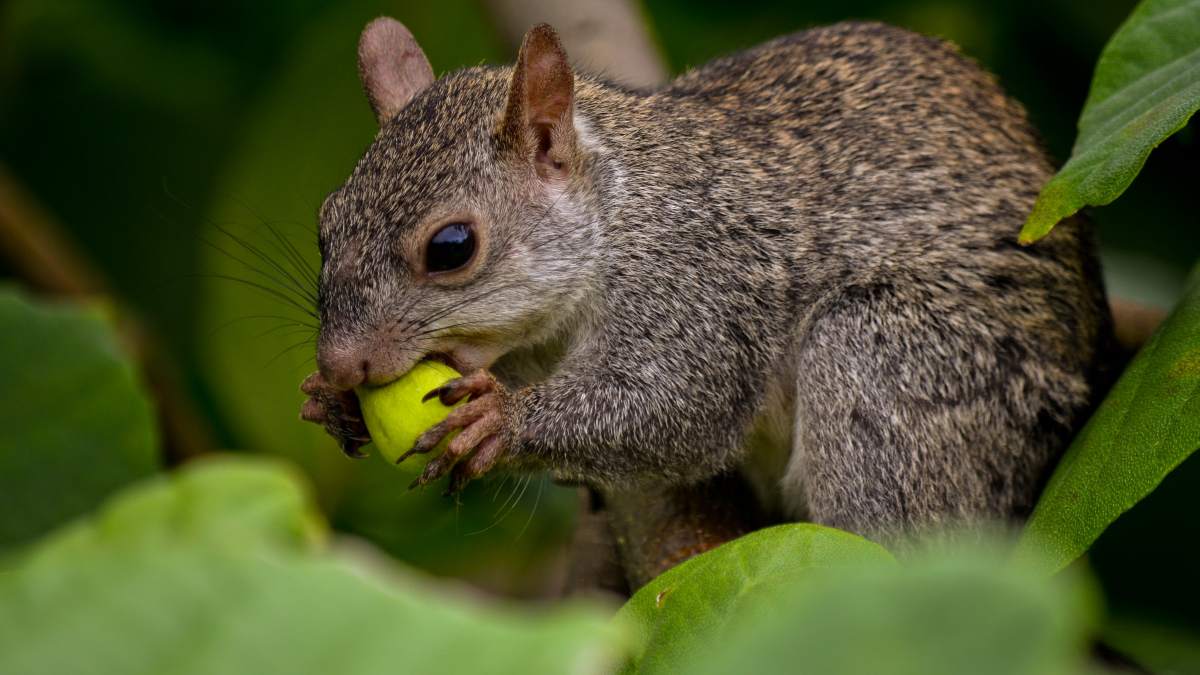 Ventajas Y Desventajas De Tener Una Ardilla Como Mascota ventajas-y-desventajas-de-tener-una-ardilla-como-mascota