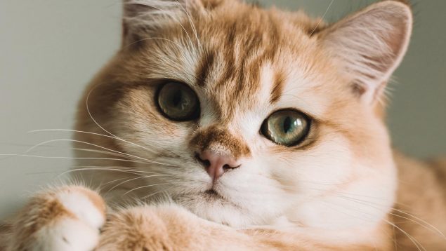 ¿Qué hacer cuando los gatos tienen miedo al secador?