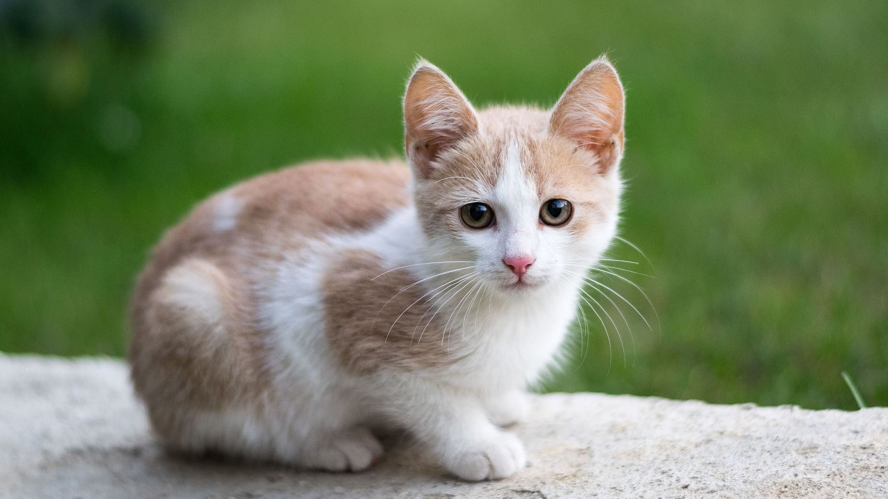 Racas De Gatos Domesticos Exoticos