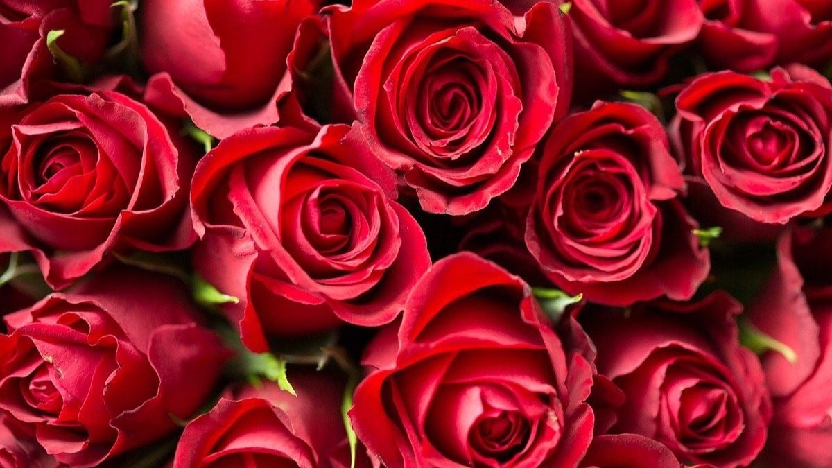 Rosas rojas