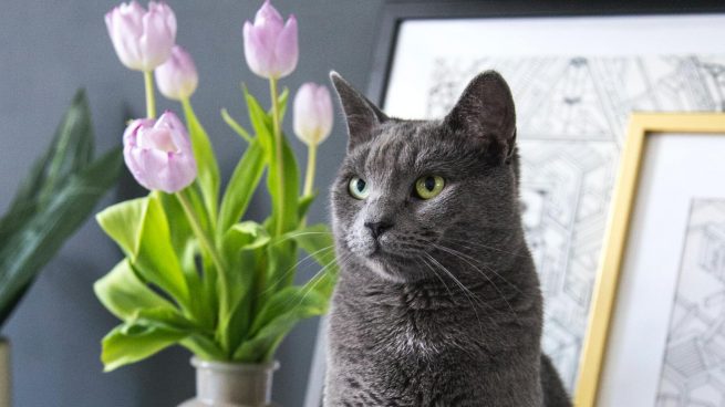 Plantas que pueden ser mortales para gatos