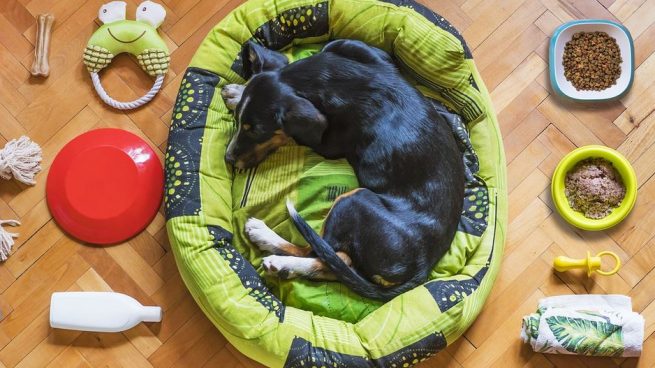 Cómo hacer una cama para perros con neumáticos: materiales y paso a paso