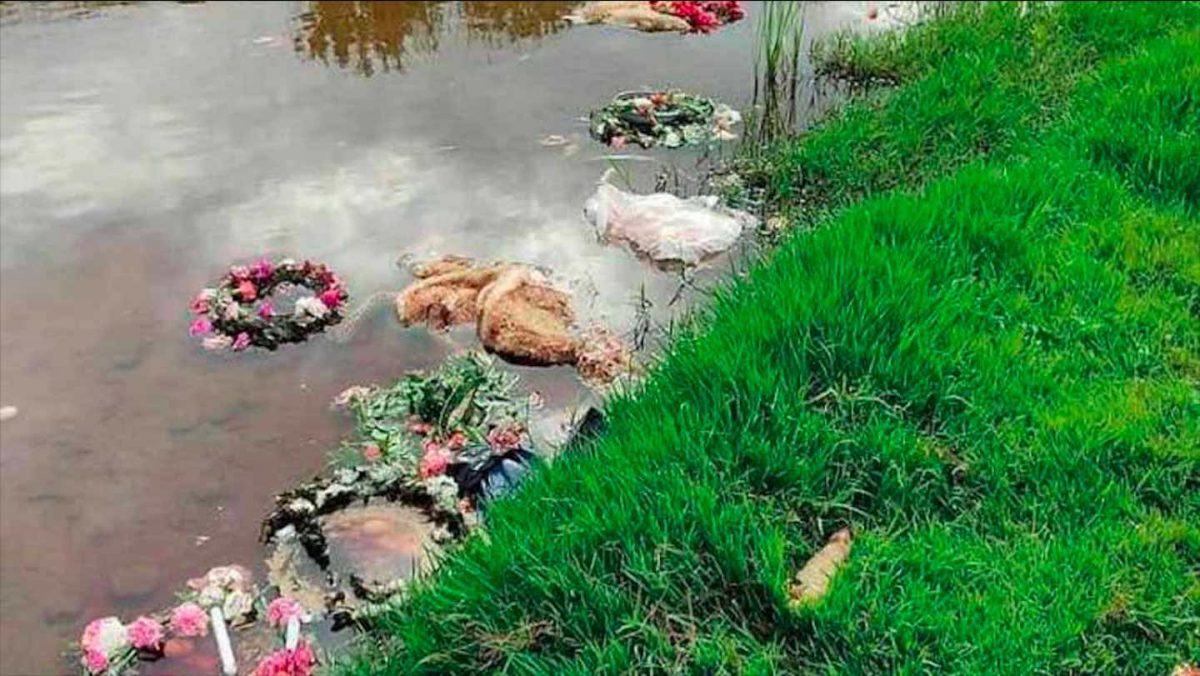 Corderos muertos a orillas del río Viar, en Cantillana (Sevilla).