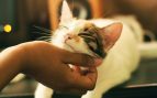Así demuestran el amor los gatos