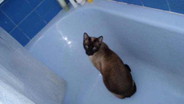 Gato en bañera