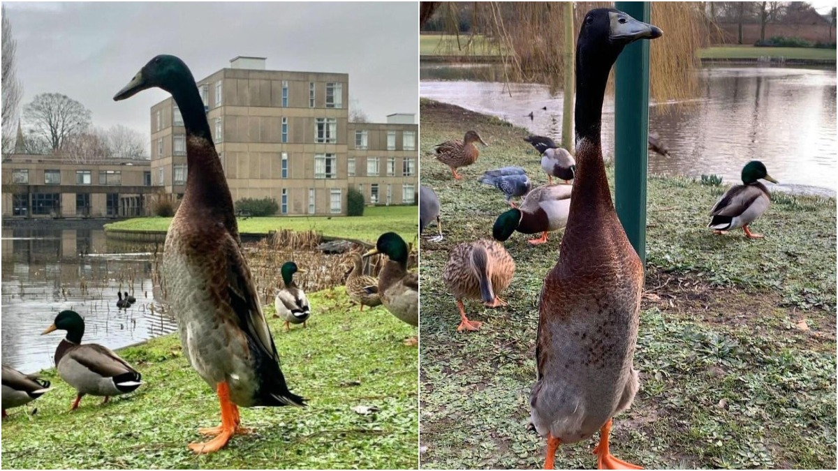 Long Boi, el pato gigante