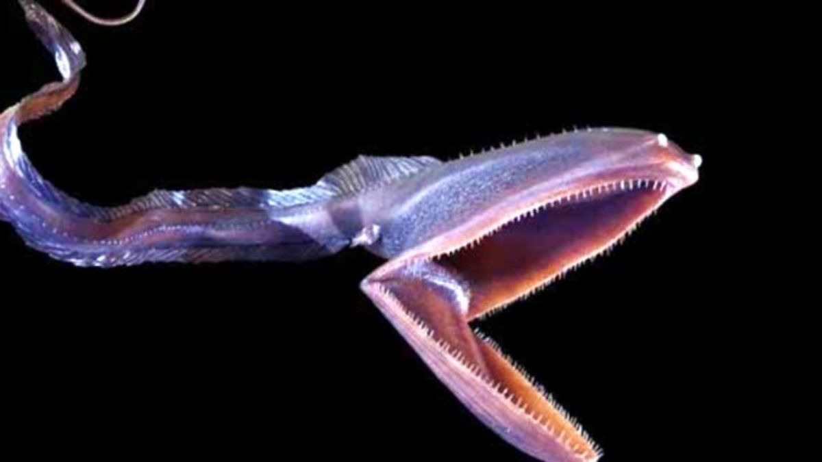 El pez anguila es el animal con la boca más elástica