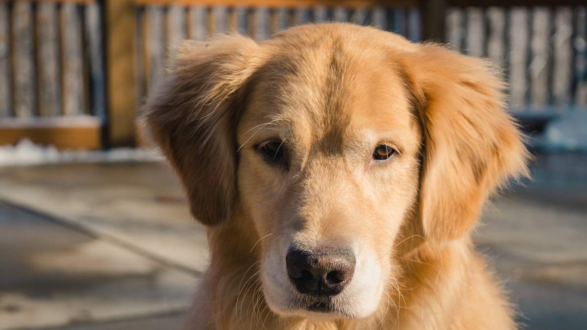 Derivación Explosivos Viaje Cómo parar el sangrado por la nariz de un perro: trucos y consejos