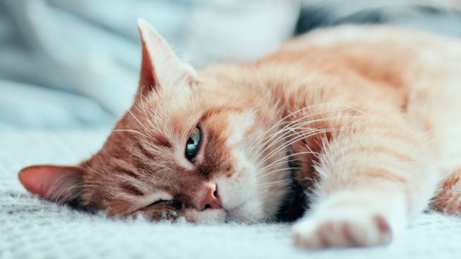 Rabia en gatos: cómo se contagia y principales síntomas