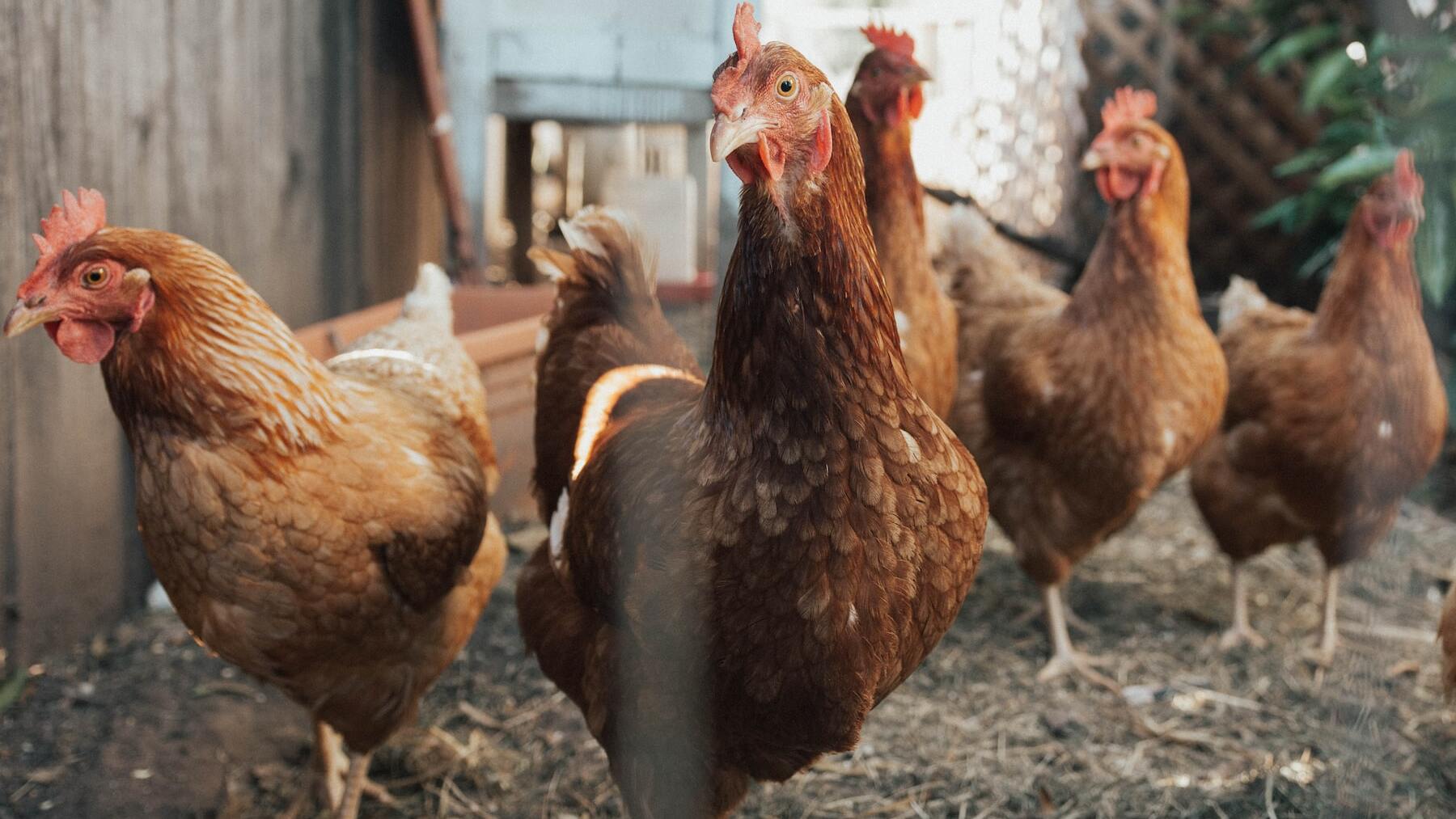 Leyenda Desalentar accidente Los mejores trucos para evitar que las gallinas se coman sus huevos