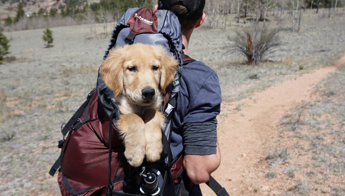 Viajar con perros