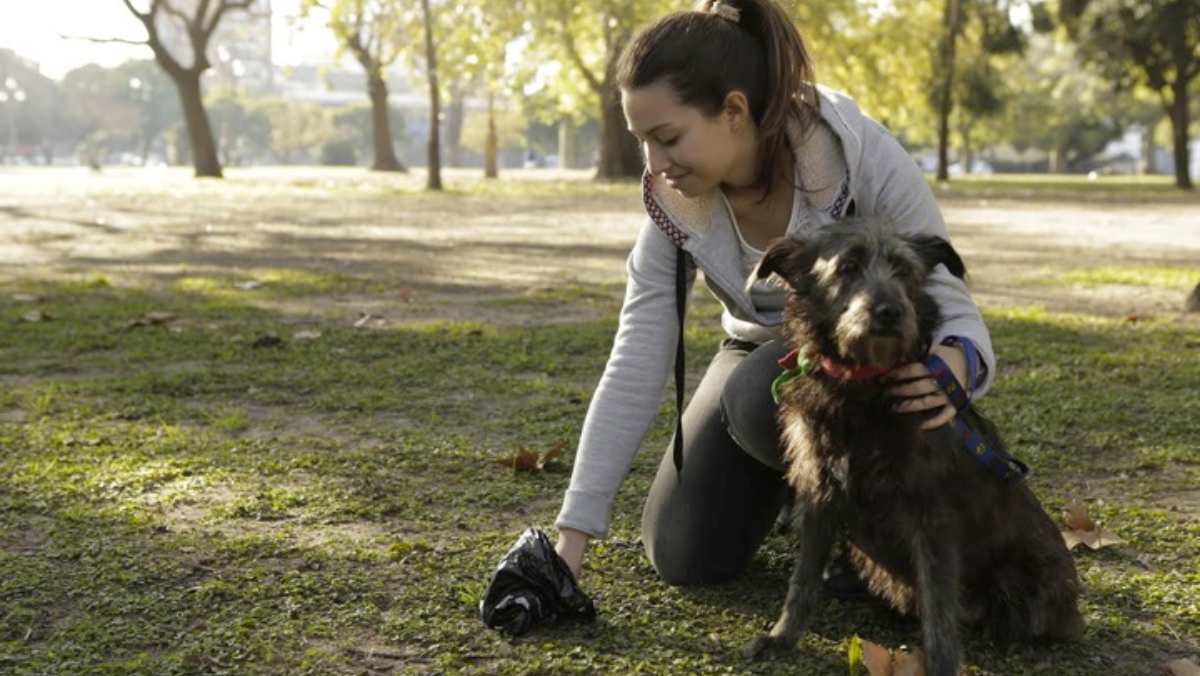 Treinta desvanecerse insalubre Tipos de heces en perros: ¿qué dicen las deposiciones sobre la salud de tu  mejor amigo?