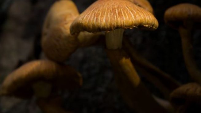 ¿Cómo saber si los hongos son comestibles