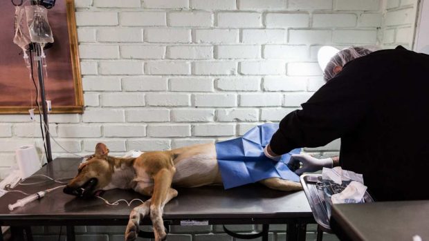 Perro en veterinario