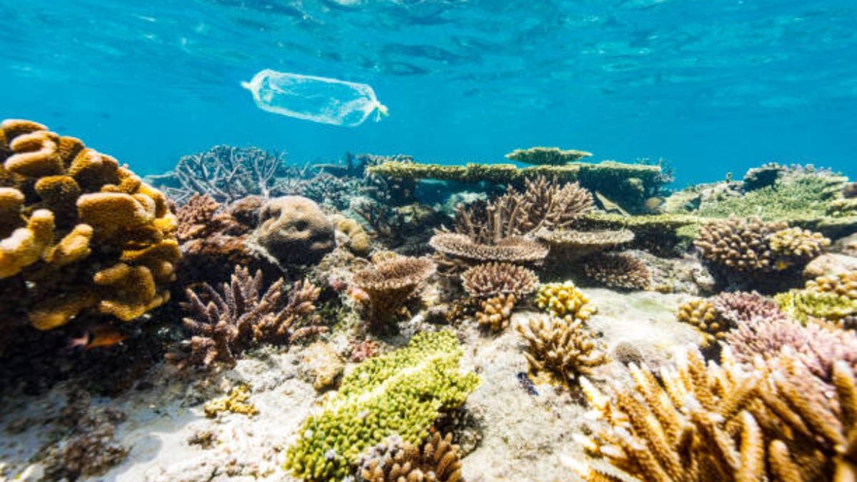 Una especie marina en concreto puede sobrevivir al cambio climático