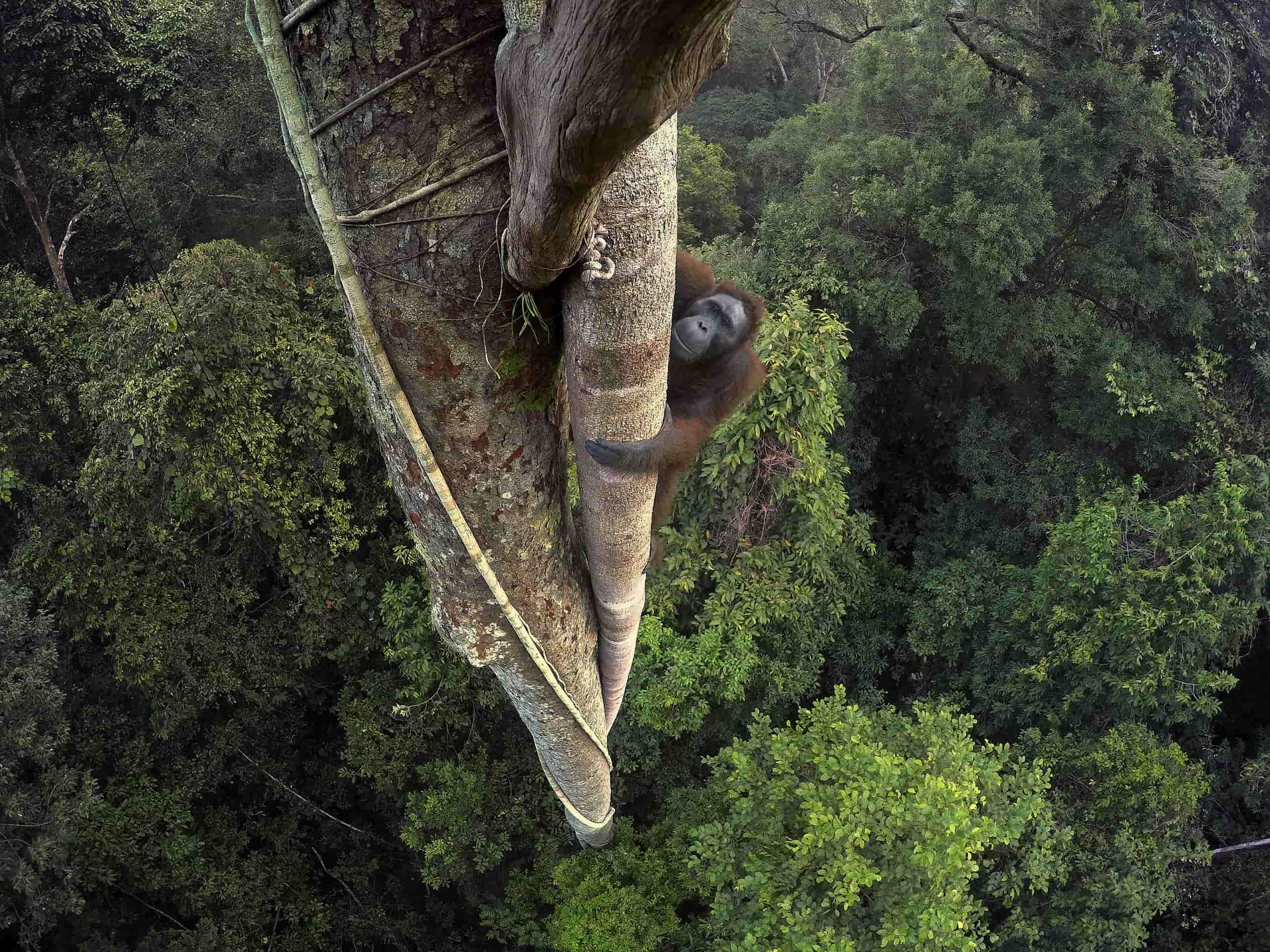 Orangután de Borneo Kalimantan, Borneo (Indonesia). Fotógrafo: Tim Laman / National Geographic.