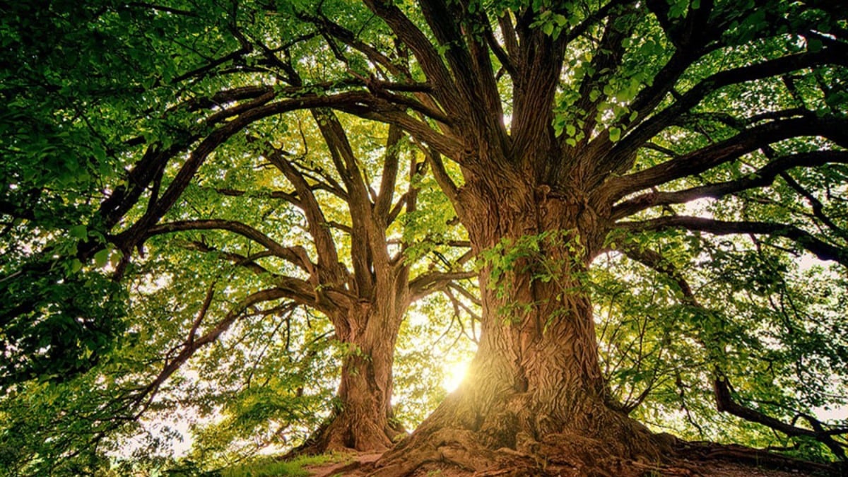 Vivió en un árbol para no contagiar de coronavirus