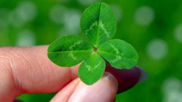 Trébol de cuatro hojas: ¿realmente existen y por qué dan suerte?