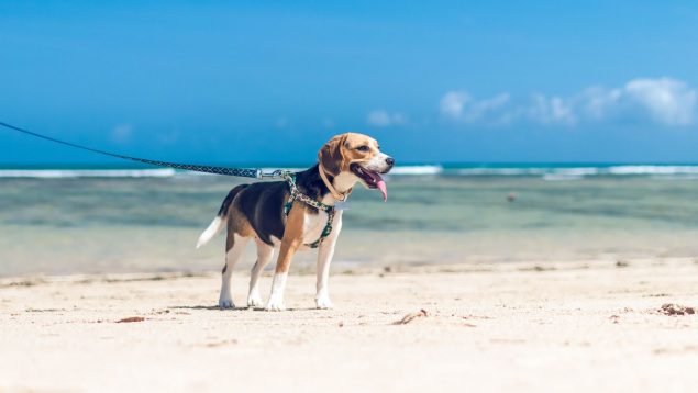 5 consejos para sacar a pasear al perro que te harán la vida más fácil