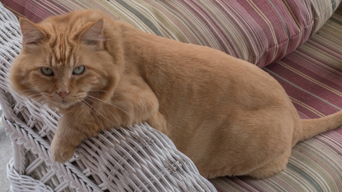 Cómo evitar que el gato se mee en el sofá