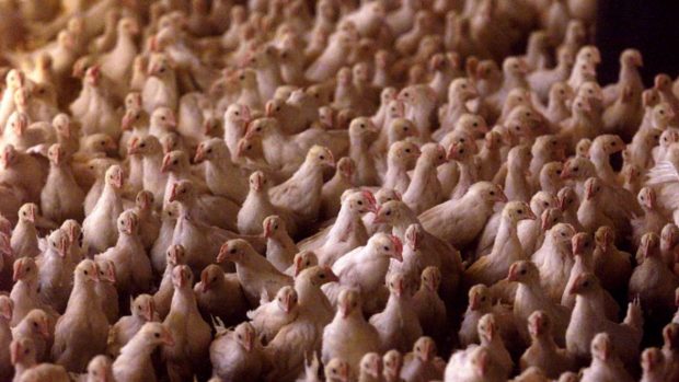 Nueva gripe aviar