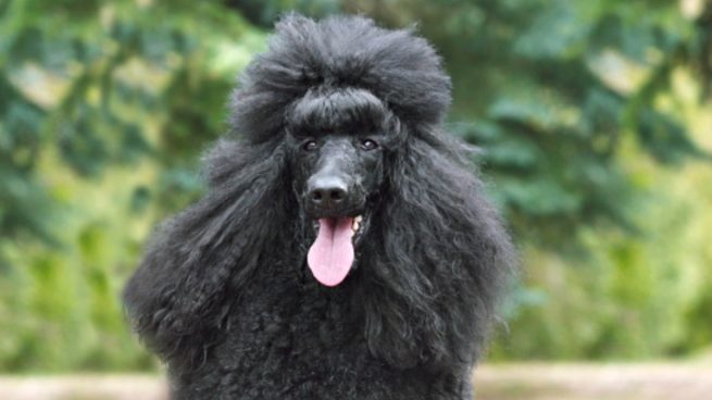 Un caniche gigante primer positivo en España de variante británica en un perro