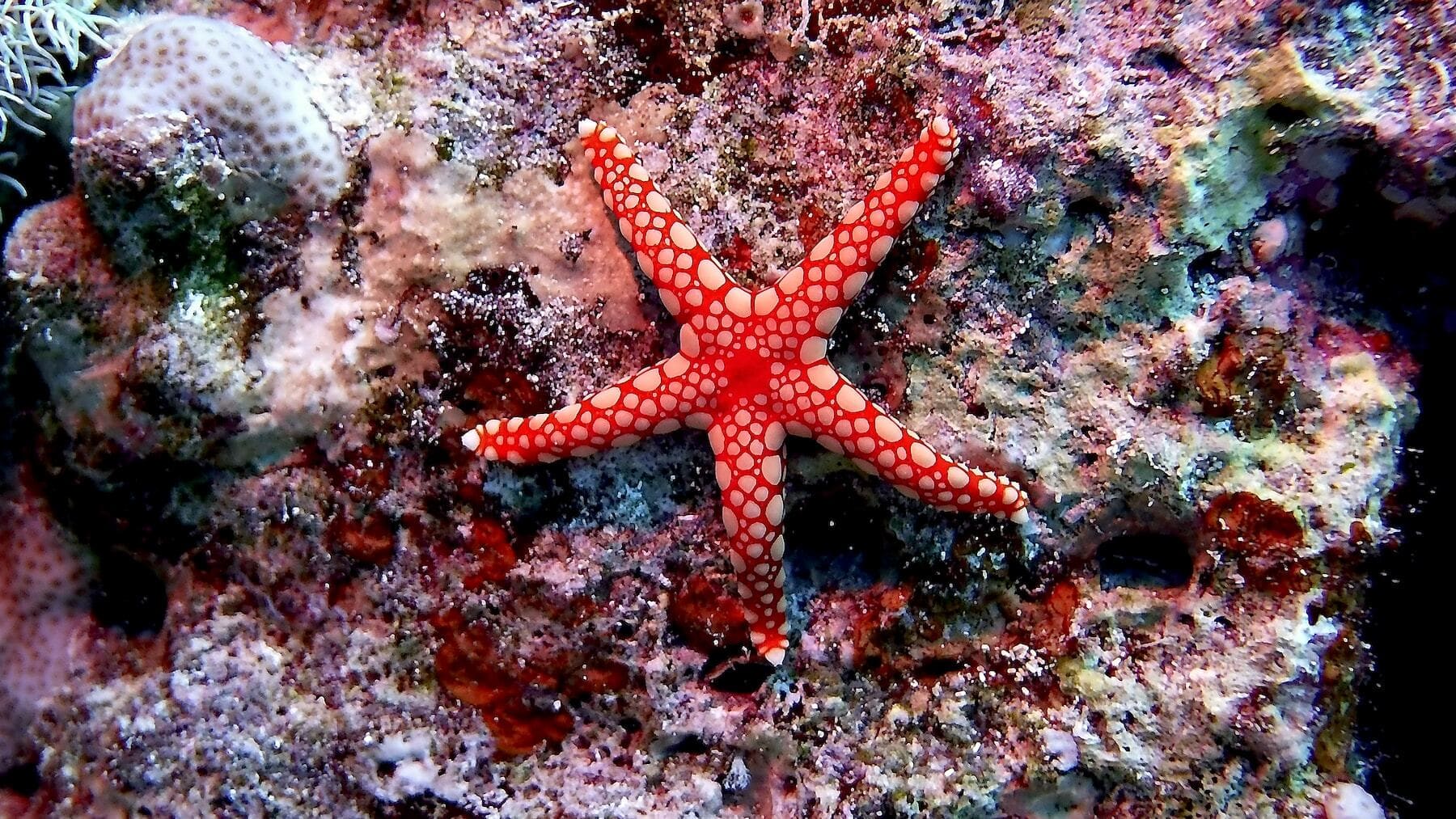 Ciclo de vida de la estrella de mar - Etapas y reproducción