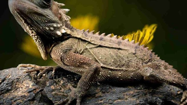 Anfibios y reptiles: aquí están todas sus diferencias