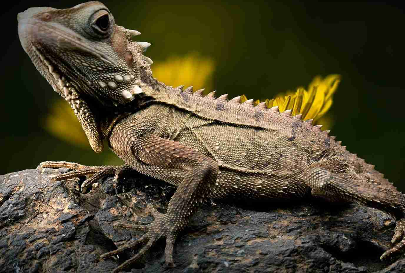 Anfibios y reptiles: aquí están todas sus diferencias