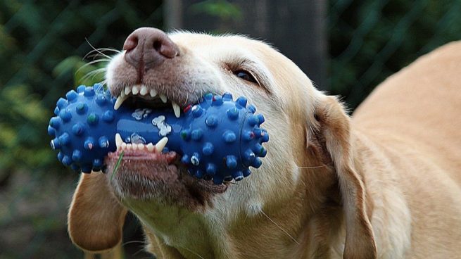 Cómo cuidar la salud bucal en perros