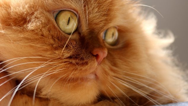 Las 5 razas de gatos que más años viven