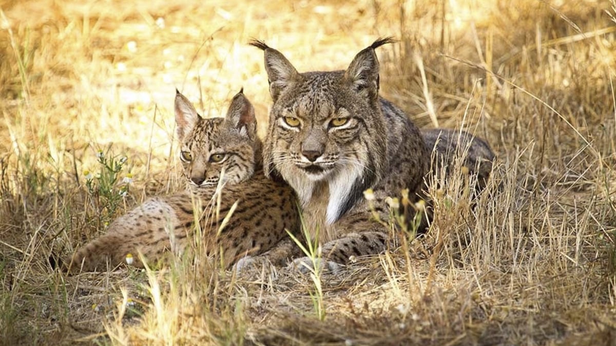 Linces ibéricos.