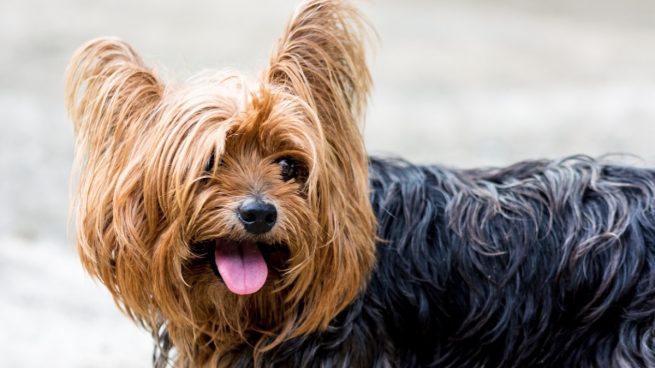 Condenada una peluquería canina por perder a un perro