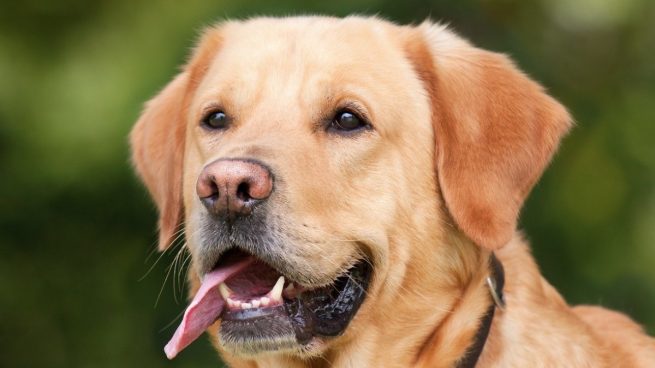 5 motivos por los que los perros lo muerden todo