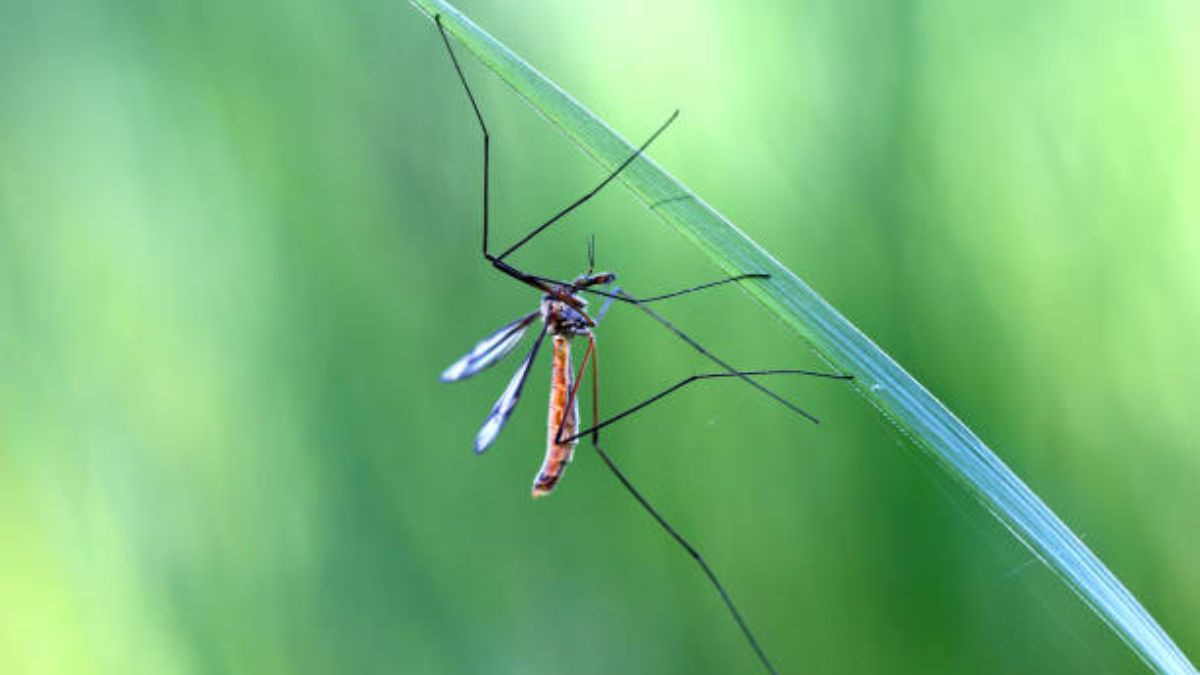 De qué modo los virus de los mosquitos pueden aumentar los próximos años