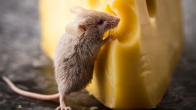 Repugnante imagen viral de un ratón comiendo carne en el expositor de una carnicería