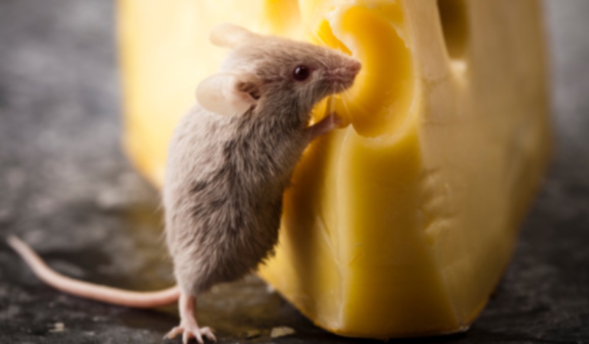 Repugnante imagen viral de un ratón comiendo carne en el expositor de una carnicería