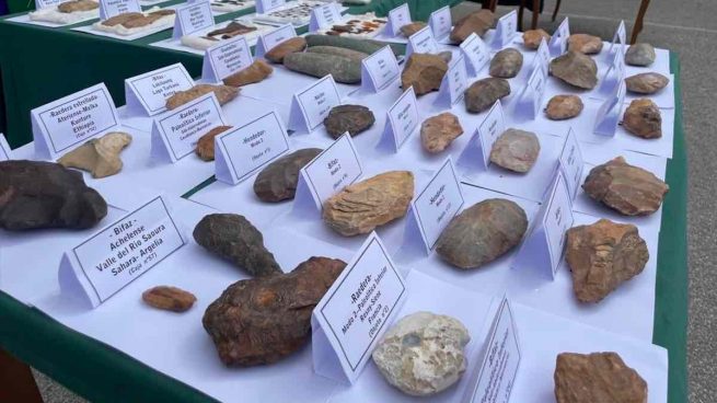Incautada en Cádiz una colección mundial de restos prehistóricos con bienes de hace ¡un millón de años!