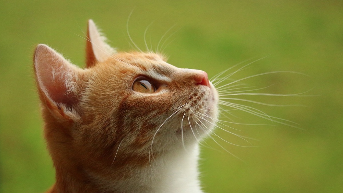 Gato