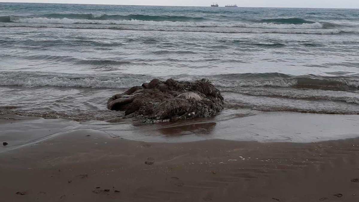 Calamar gigante aparecido en la playa del Gurugú de Castellón.