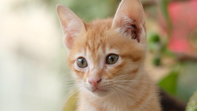 Consejos para ayudar a un gato recién esterilizado