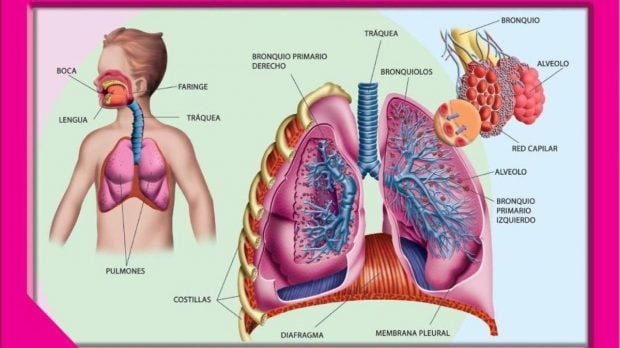 Aparato respiratorio