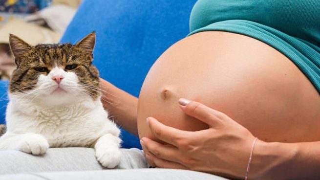 embarazo gato en casa