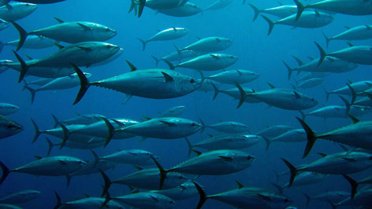 Descubramos el porqué del Día Mundial de los Océanos
